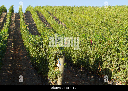 Rows of grapes on a hillside. Stock Photo