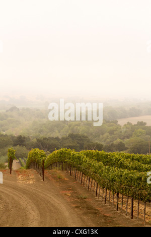 Rows of grape vines in the early morning fog.  The layer of fog helps protect the fragile Pinot Noir grape. Stock Photo