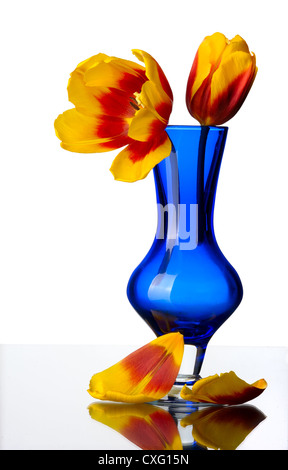 Tulip flowers in a blue glass vase, isolated on a white background. Stock Photo