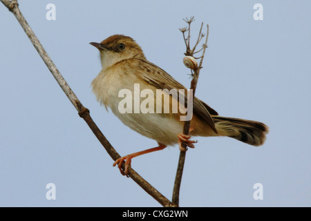 fan tailed warbler  -zitting cisticola on twig Stock Photo