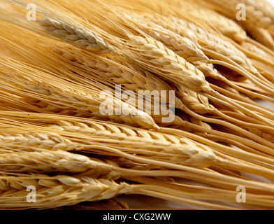 Shocks of wheat Stock Photo
