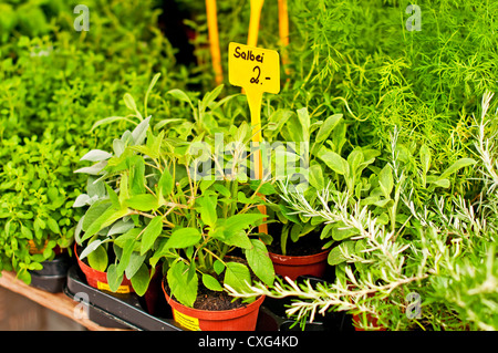 different kitchen herbs on a market Stock Photo