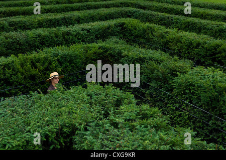 Berlin, a woman in the maze Stock Photo