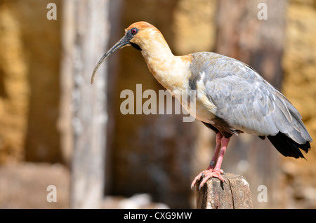 Closeup profile Black-faced Ibis (Theristicus melanopis) on wood post Stock Photo