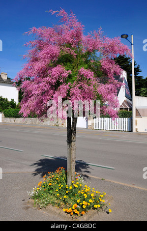 Tamarix tree blooming in Brittany in France Stock Photo