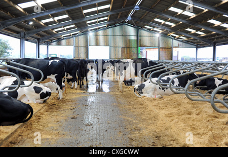 Chalder Farm in Sidlesham West Sussex UK Inside the dry transition cow buildings Stock Photo