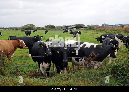 Chalder Farm in Sidlesham West Sussex UK Dairy herd and heiffers Stock Photo