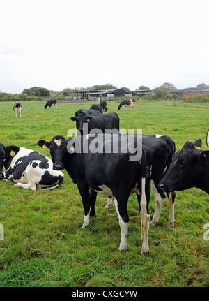 Chalder Farm in Sidlesham West Sussex UK Dairy herd and heiffers Stock Photo