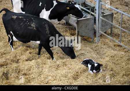 Chalder Farm in Sidlesham West Sussex UK New born calf with its mother just minutes old Stock Photo