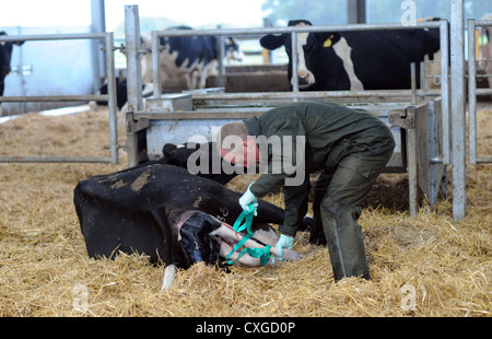 Chalder Farm in Sidlesham West Sussex UK The farmer helps a cow calf Stock Photo