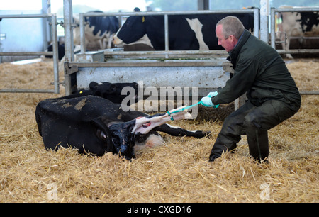 Chalder Farm in Sidlesham West Sussex UK The farmer helps a cow calf Stock Photo