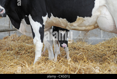 Chalder Farm in Sidlesham West Sussex UK New born calf with its mother just minutes old Stock Photo