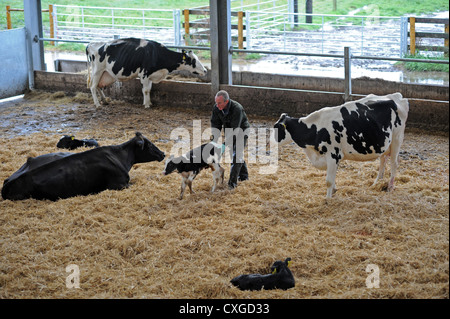Chalder Farm in Sidlesham West Sussex UK Farmer with cows and their new born calves Stock Photo