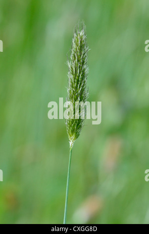 Meadow Foxtail Grass, Alopecurus pratensis Stock Photo