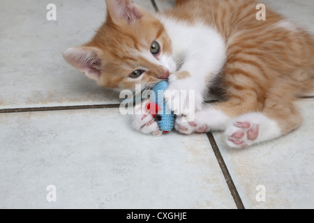 Ginger And White Kitten Playing With A Toy Mouse Stock Photo