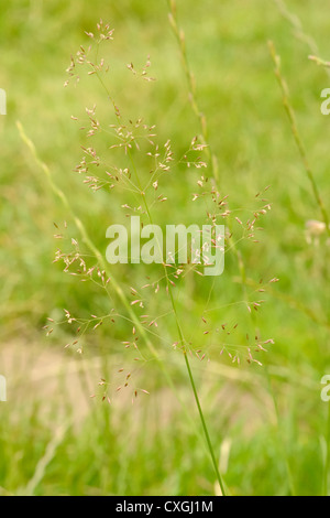 Common Bent, Agrostis capillaris Stock Photo