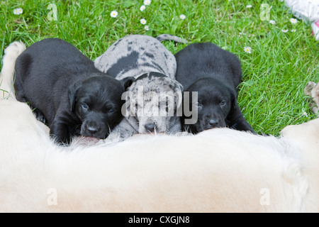 Three Cross bred puppies suckling on Mother Stock Photo