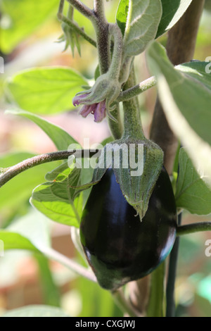 Aubergine Growing And Flowering Solanum Melongena Stock Photo