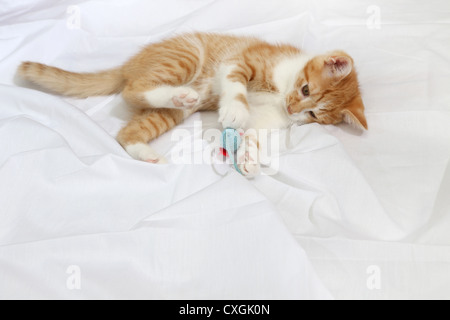 Ginger And White Kitten Playing With Toy Mouse