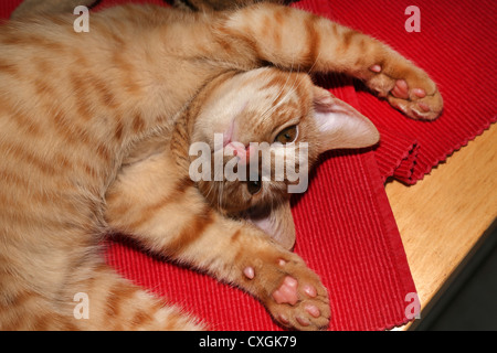 Ginger Kitten Laying With Front Paws Above His Head On Place Mats Stock Photo