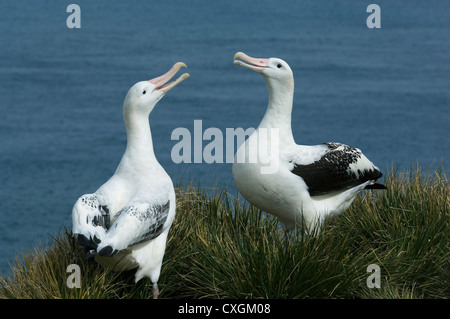 Wandering Albatross (Diomedea exulans) Interaction/Courtship Bird Island South Georgia Island Stock Photo