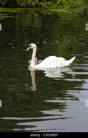 Mute Swan Swimming in River Nene,Wansford,Cambridgeshire,England,UK Stock Photo