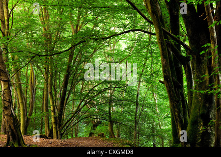 Beech woodland in West Sussex with ancient path and mossy bank on a sunny day in late summer in England, UK Stock Photo