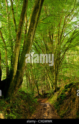 Beech woodland in West Sussex with ancient path and mossy bank on a sunny day in late summer in England, UK Stock Photo