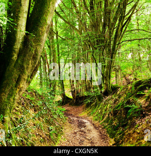 Beech woodland in West Sussex with ancient path and mossy bank on a sunny day in late summer in England, UK Stock Photo