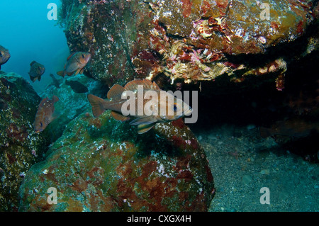 White edged rockfish (Sebastes taczanowskii) Japan sea, Far East, Primorsky Krai, Russian Federation Stock Photo