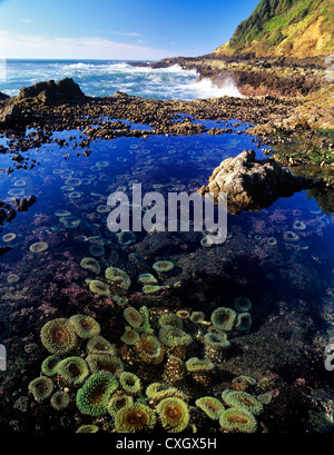 Sea anenomes on rocky shoreline at Cape Perpetua, Oregon Stock Photo