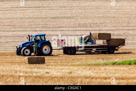 Grain harvest, loading of pressed straw bales on a harvested field. Loading with a loader on the trailer of a tractor. Stock Photo