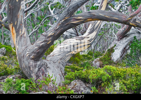 Colourful Snow Gums in the High Country. Stock Photo