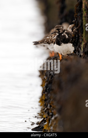 Turnstone, Arenaria interpres, single bird on groynes, Kent, September 2012 Stock Photo