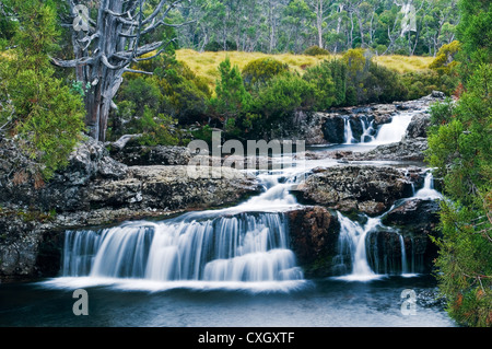 Pencil Pine Creek at Cradle Mountain. Stock Photo