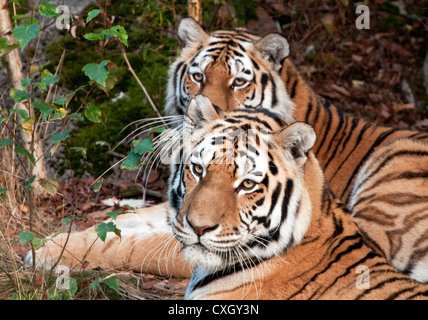 Amur tigers lying down Stock Photo