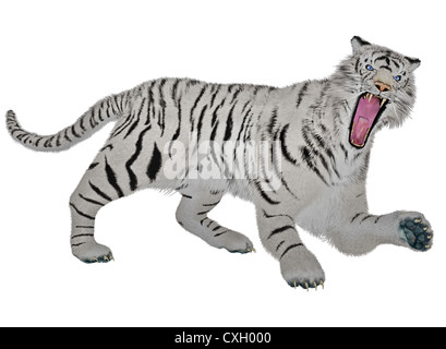White tiger raging in white background Stock Photo