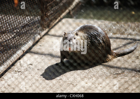 A coypu is pictured in its enclosure at a Zoo Stock Photo