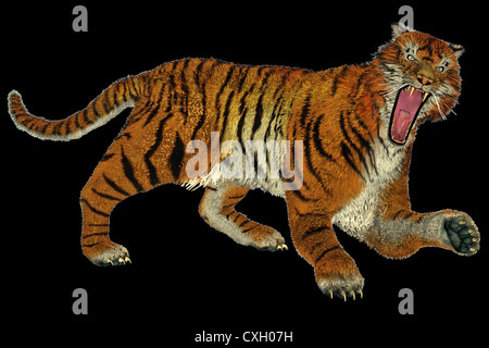 Big beautiful tiger raging in black background Stock Photo