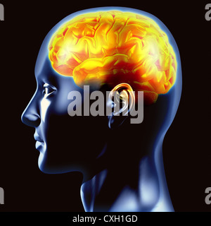 Human head from side, showing the brain in activity. Stock Photo