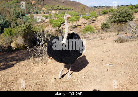 Tourist communicating to an ostrich in the zoo at La Reserva Sevilla El Castillo de las Guardas, Spain Stock Photo