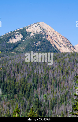 Mountain Pine beetles killed many tress at Rocky Mountain National Park in recent years. Purple-colored trees in the picture are all damaged by the beetles. Stock Photo