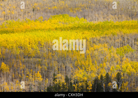 Huge colorful aspen forest in Colorado Fall Stock Photo