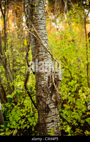 Close up of gnarled tree in forest, green yellow leaves, golden autumn light filtering in, copy space. Yarmouth Port Cape Cod MA Stock Photo