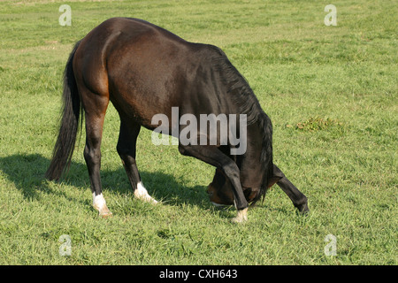horse in bow Stock Photo