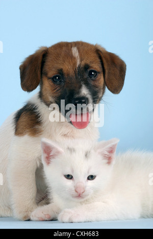 cat & dog Stock Photo