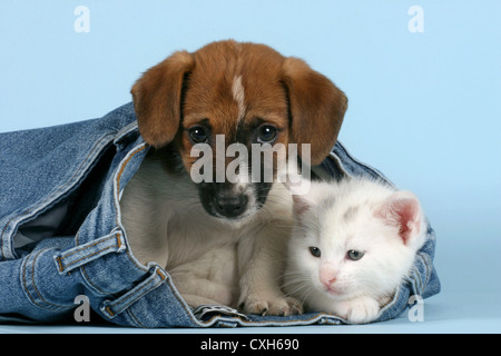 cat & dog Stock Photo