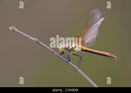 Portrait of an adult Black darter (Sympetrum danae) perched on a fine twig. Stock Photo