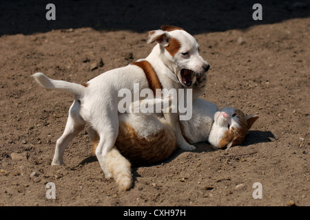 playing dog and cat Stock Photo