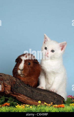 kitten & guinea pig Stock Photo